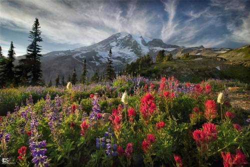 wild flowers