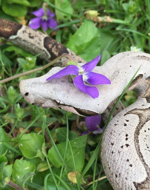 My very first holdback, coming up on two years old! Julep, 2018 Bolivian Silverback Short Tailed boa