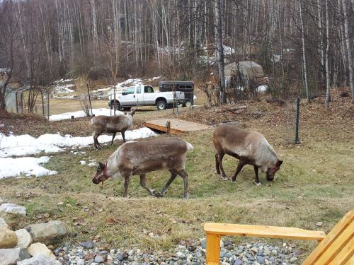 These are from April 18th, 2012. Nick took me here on a reindeer hike eight days after we got married and it was absolutely amazing. If you visit Fairbanks, and look up Running Reindeer Ranch, make sure you make an appointment instead of just showing