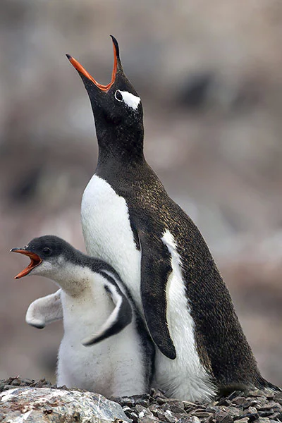 Power Stance