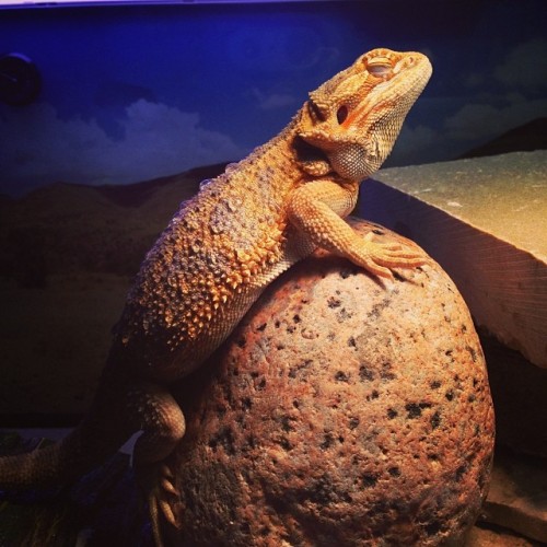 Ali after eating 35 crickets! #full #resting #lizard #beardeddragon #pet #reptile #instaphoto