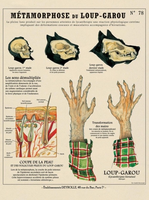 loveage-moondream:Werewolf’s metamorphosis