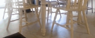 gifcraft: Crazy Cat Circles Under Kitchen Chairs On Its Back [source video]