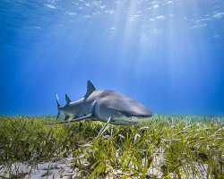 earthlynation:  Lemon Shark in Sea Grass