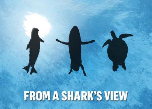 gr1malkin: lizzylissy520: just-your-local-weirdo: Sharks are nice! Since its summertime and people