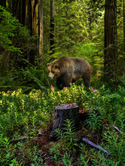 albinocoyote:  Grizzly among green  Photo