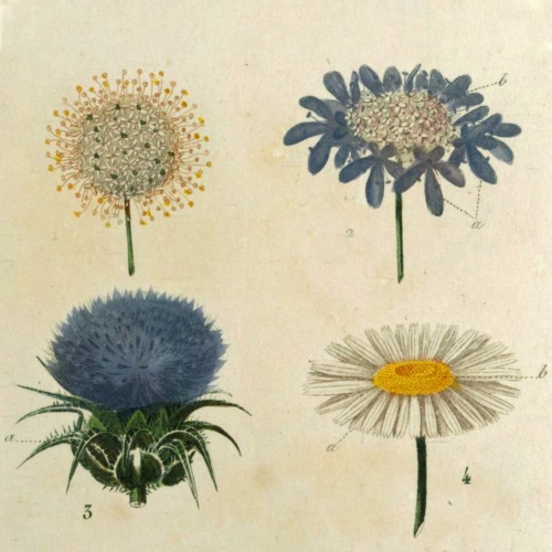 J. L. M. Poiret, Leçons de flore : types dinflorescences. Paris : 1819-1820  