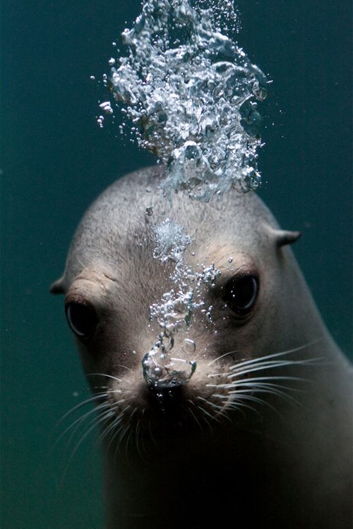 wildlifepower:   S-S-S-SEALS TIME!!! Pinnipeds porn pictures