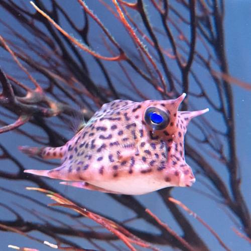 neaq:The baby cowfish is doing a lot of growing up this summer.#gulfstreamorphan #ocean #babies #ani