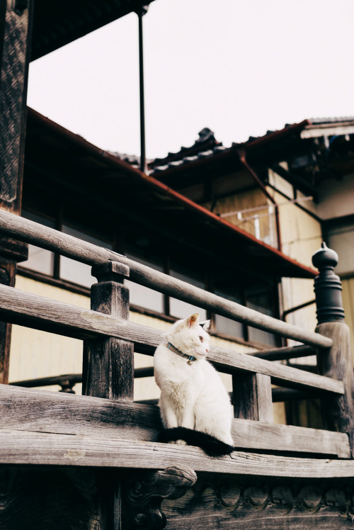 tokioqueen: 慈眼寺で寛ぐ猫 by _yiso_