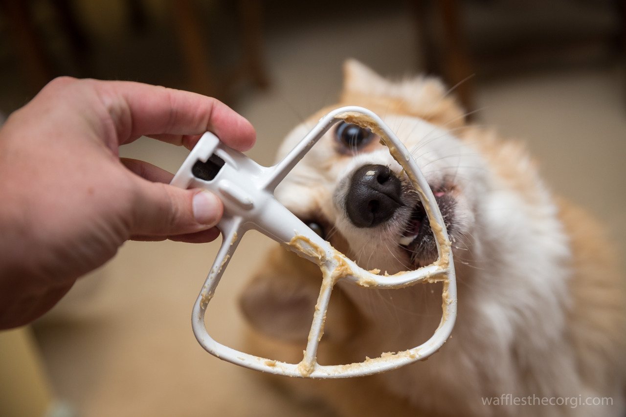 wafflesthecorgi:  Corgi Heaven / Peanut Butter broke my corgi. 