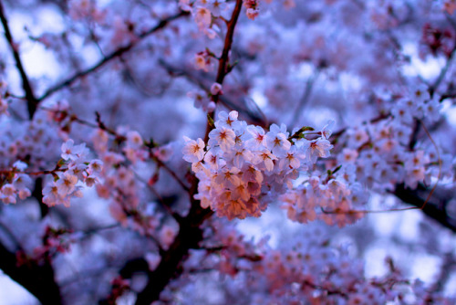 2012-Sakura#024 by G O L D T O P on Flickr.