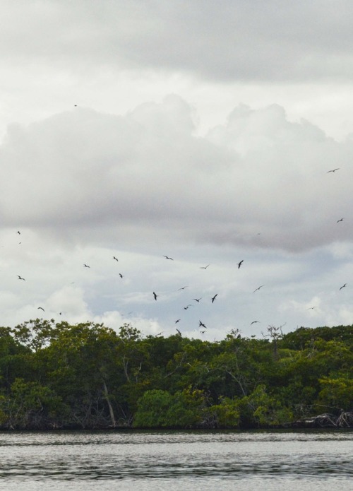 Birds flying. Morrocoy National Park, Venezuela.Photography Blog