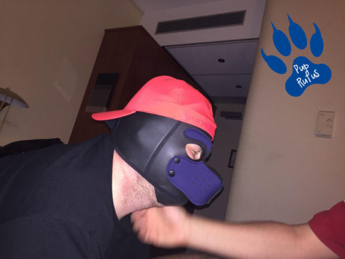 PupRufus Masking As Human To Not Attract Attention When Heading To For A Night Shift At The Datacenter