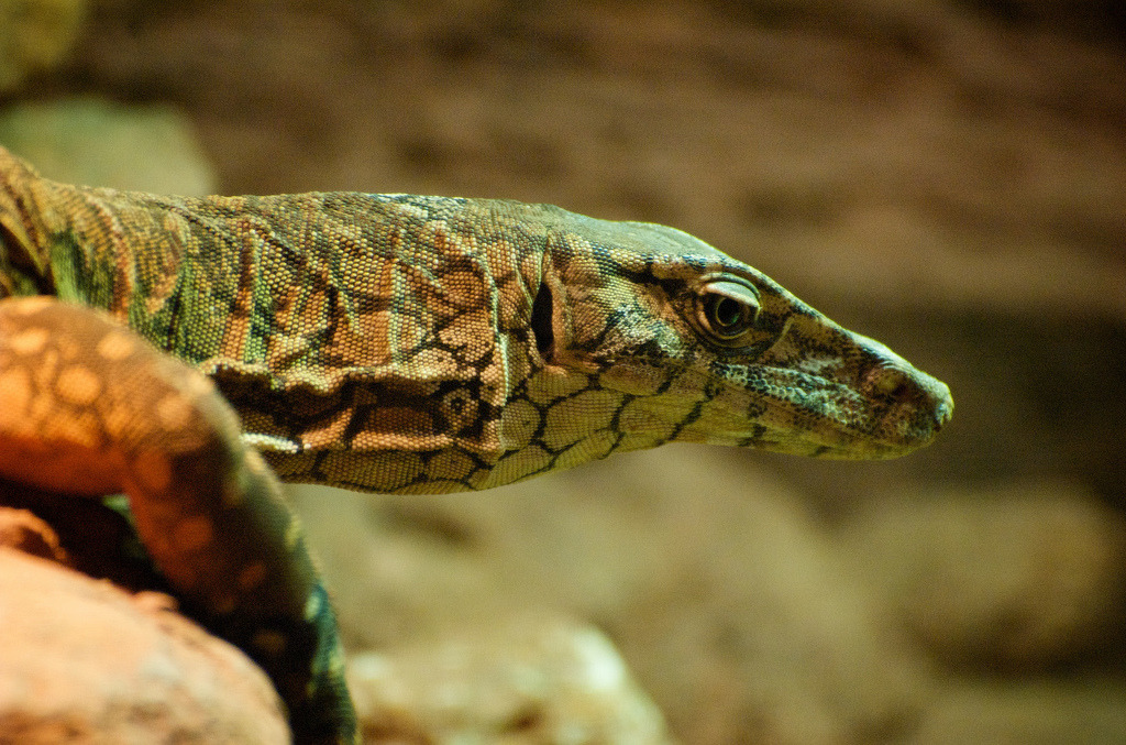 reptilesrevolution:  Perentie Monitor Lizards