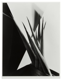 zzzze:  Imogen Cunningham, Agave Design 1