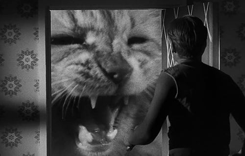 marypickfords:The Incredible Shrinking Man (Jack Arnold, 1957)