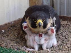 diegocostars:  fraser-forster:  bone-fiends:  buddy-berry:  aaaAAaaAAAAAaa  Don’t talk to me or my 3 screaming sons ever again  @diegocostars me at u always  Am I the hawk? Miserable and wondering why I didn’t push my eggs out of the nest wen I laid
