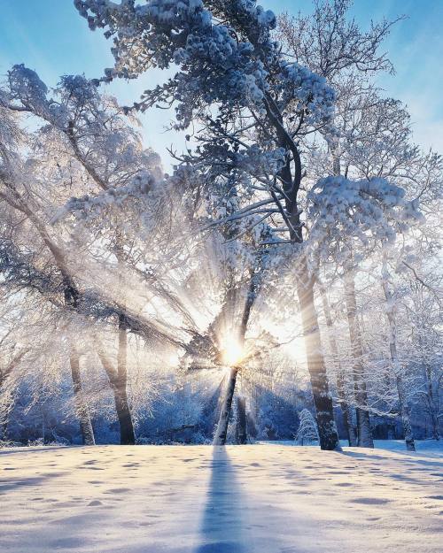 opticcvlture: littlecoal
