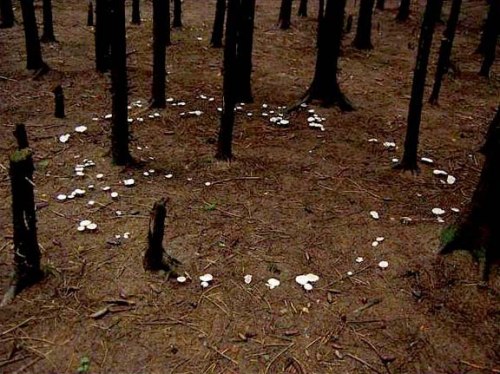 Porn transylmania:  A fairy ring, also known as photos