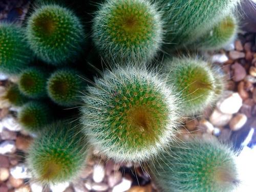 Cacti looks huggable soft. [10mgpx iPhone 7]