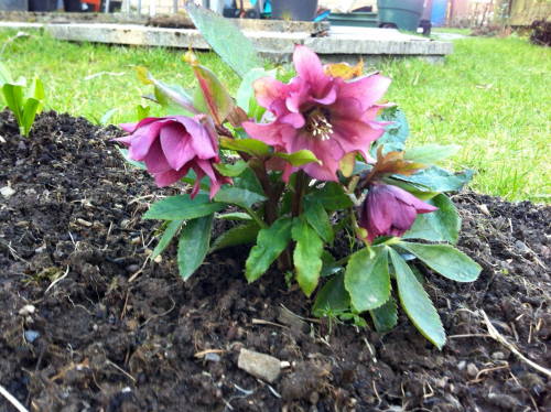 Beautiful and interesting hellebore in the garden of a friend. Anyone know the variety?Photo by Jenn