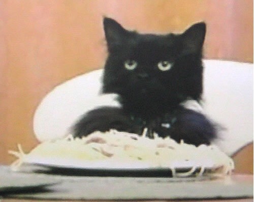 Does anyone else remember that spaghetti cat from Fall Out Boys “I Don’t Care” music video???. Never