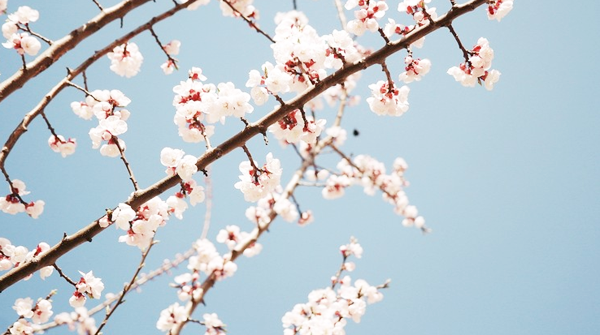 kiiseu: Cherry blossoms