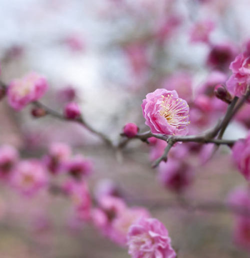 紅梅 on Flickr.Japanese apricot