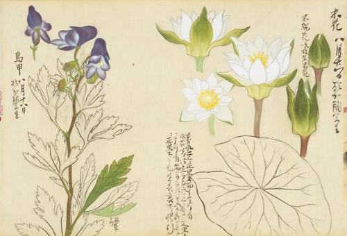 iamjapanese:KANŌ Shigekata（狩野 重賢 Japanese）Sōmoku Shasei 草木写生  秋  Scrolls of Flower Paintings, Autumn