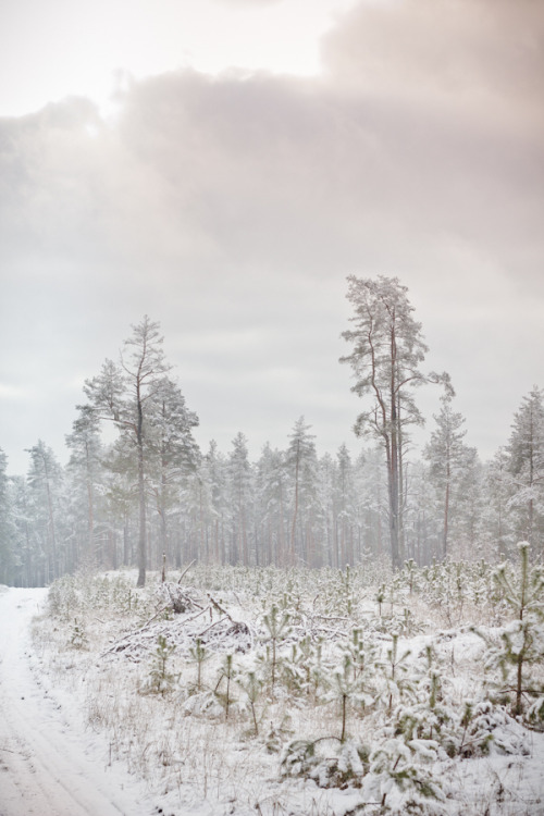 fyeaheasterneurope:  Winter in Čepkeliai marsh, in Lithuania’s Dzūkija National Park. Photographs by Lina Gavėnaitė. 