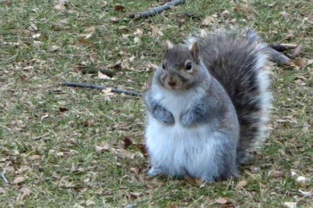 radioactivemongoose: i was looking up squirrel pics and……. this is the one 