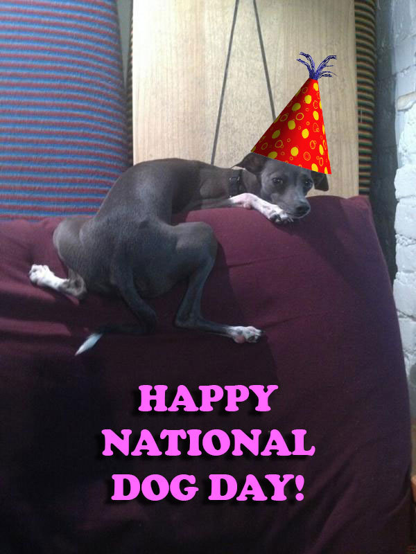 latenightseth:
“We recommend celebrating National Dog Day Frisbee style.
”