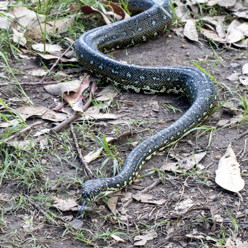 2022: Quite the laid-back Diamond Python .. that tongue is really blue.