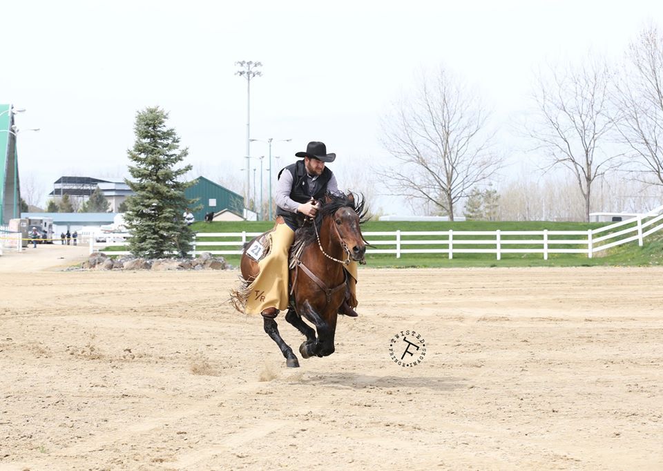 all-the-horses:LittleWood Rio BravadoPrimavera Bravado x Willowrun Hayli Morgan,
