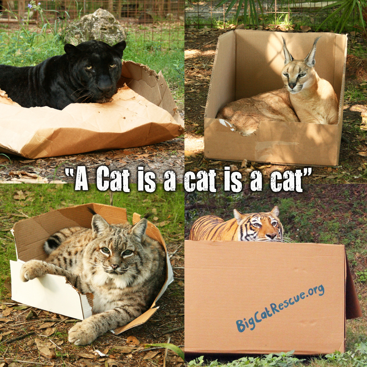 cwnerd12:  bigcatrescue:  Boxes…. a universal cat toy and bed! Check out the vid