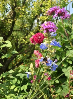 kraft-sinner:  Monet’s Gardens, Giverny