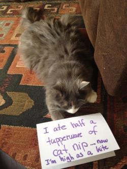 cat-shaming:  Catnip Raid.