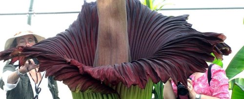 ayellowbirds:  pandavalkyrie:  currentsinbiology:  Aliens are probably involved. America’s pungent corpse flowers are all mysteriously blooming at once  Botanists across the US are trying to figure out why so many titan  arums – better known as corpse