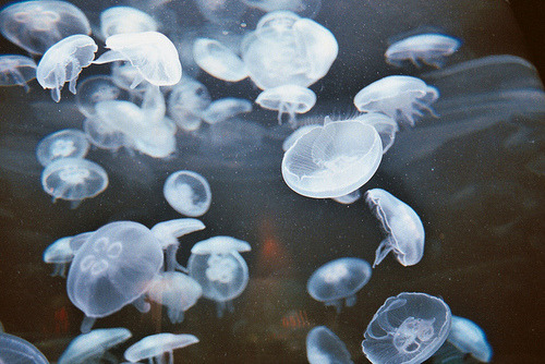 eloqucet:  jellys everywhere by ailene_carroll on Flickr. 