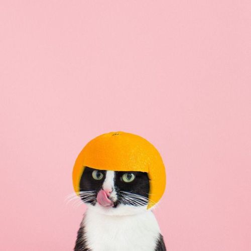 catsofinstagram:From @princesscheeto: “Juicy Couture ✨” #catsofinstagram [source: ift.tt/2wa6