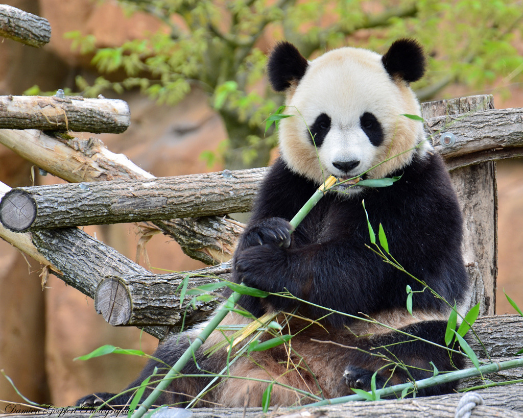 giantpandaphotos:  © Goepfert Damien. 