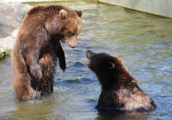 allcreatures:  Kamtchatka bears PHOTO BY ANGELIKA WARMUTH/AFP/GETTY IMAGES (via SFGate)