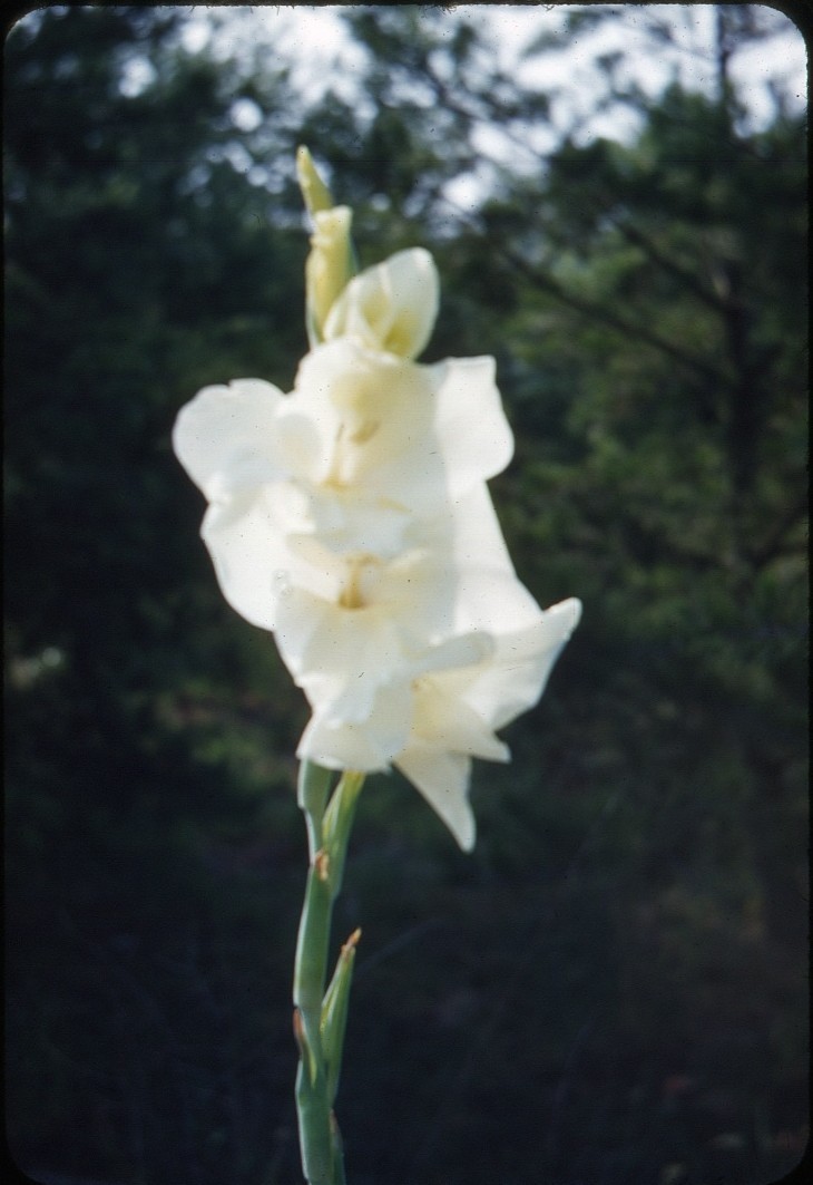 twoseparatecoursesmeet:  In Bloom, 1950s