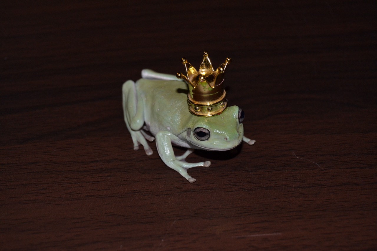 bearonaise:  mommarowen:  Nova was the first to wear the crown. Just look at these