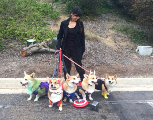 omelettethecorgi: &ldquo;There was an idea, Stark knows this, called the Avengers Initiative. Th