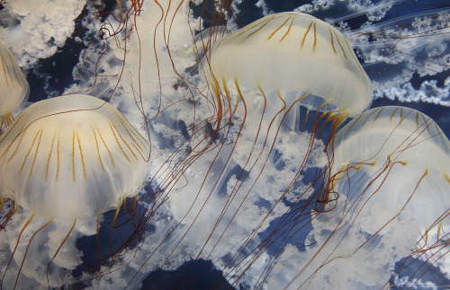 montereybayaquarium:  Just placed on exhibit! For the first time anywhere, we have South American sea nettles on display. We grew them behind the scenes from tiny ephyrae (babies), received from a research lab in Argentina. They’re now about eight inches!