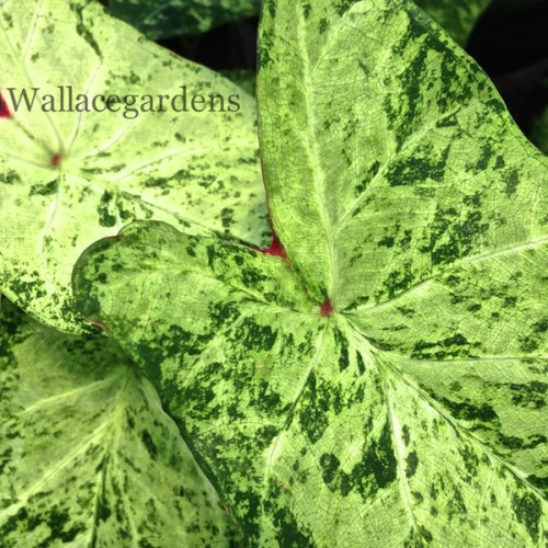 Available while supplies last:  Caladium ‘Frog in a Blender.'  From Spalding Bulb Farms, Flori