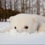 uru-the-bear