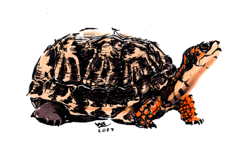 eastern box turtle